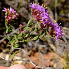 Agathosma marlothii