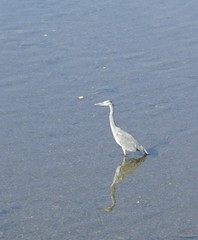 Ardea cinerea
