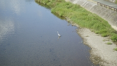 Ardea cinerea