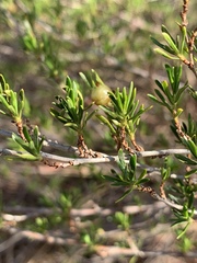 Cliffortia repens