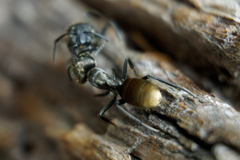 Camponotus chilensis