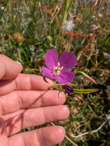 Clarkia purpurea