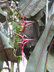 Heliconia griggsiana