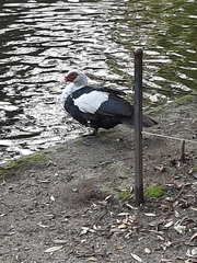 Cairina moschata domestica