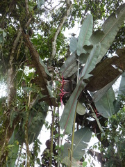 Heliconia griggsiana