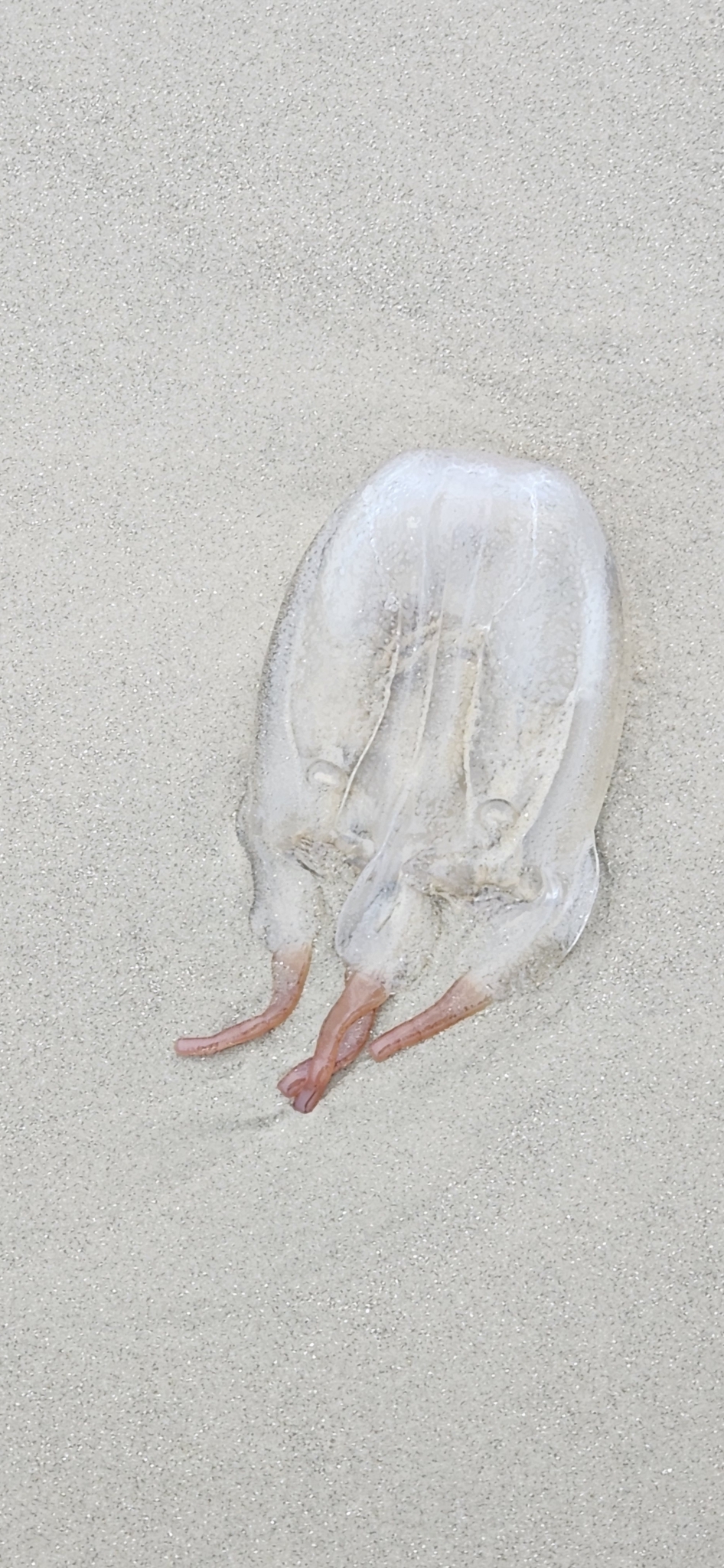 Tamoya haplonema F.Müller, 1859