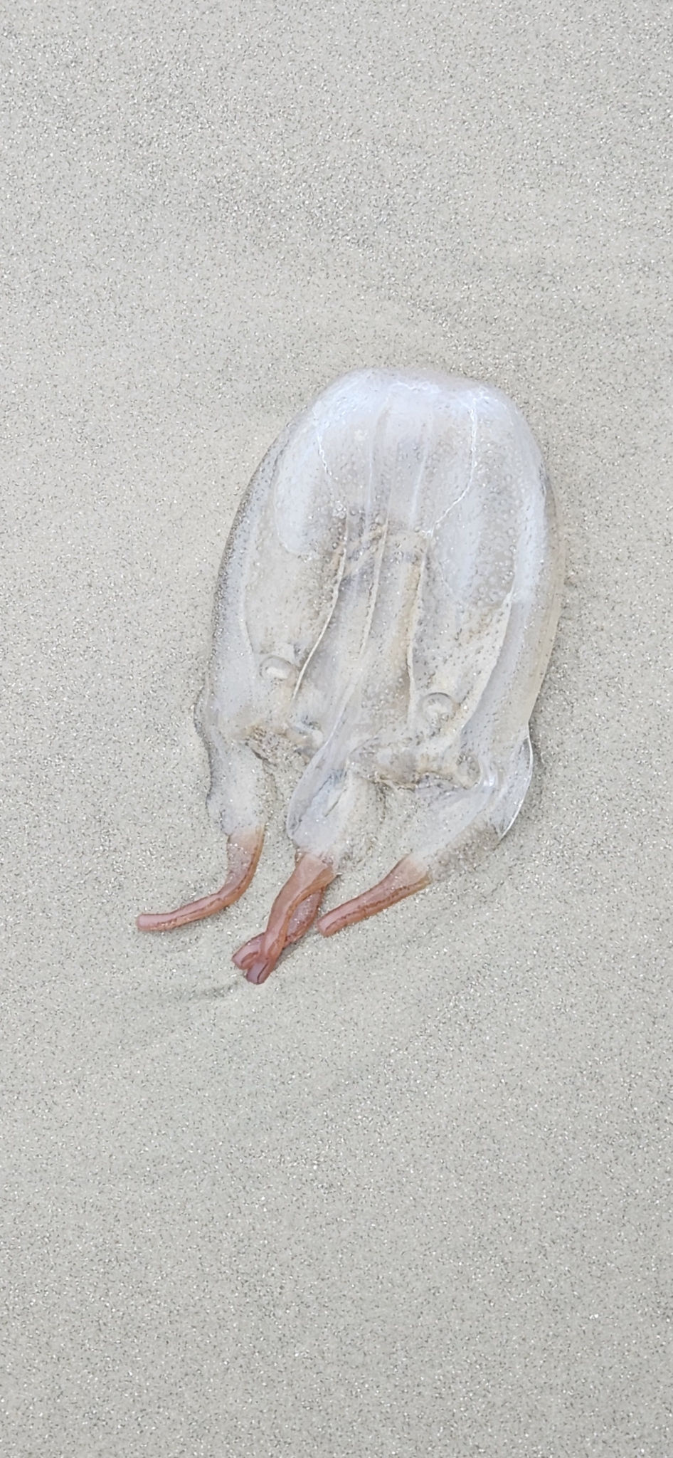 Tamoya haplonema F.Müller, 1859