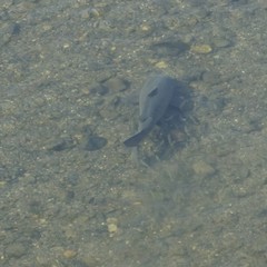 Cyprinus rubrofuscus