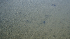 Cyprinus rubrofuscus