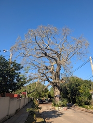Ceiba pubiflora, photograph (c) Luis Recalde, some rights reserved (CC BY)