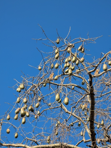 Ceiba pubiflora, photograph 5