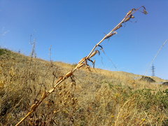 Himantoglossum caprinum