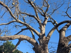 Ceiba pubiflora, photograph (c) Luis Recalde, some rights reserved (CC BY)
