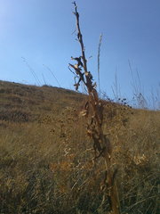 Himantoglossum caprinum