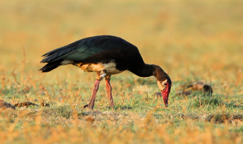 Spur-winged Goose