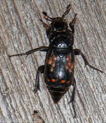 Nicrophorus pustulatus