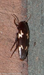 Dircaea liturata