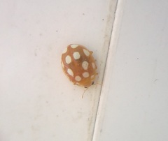 Vibidia duodecimguttata