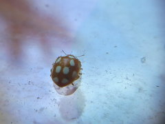 Vibidia duodecimguttata