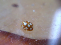 Vibidia duodecimguttata