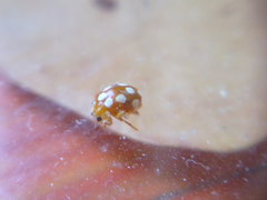 Vibidia duodecimguttata