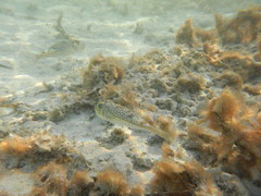 Torquigener flavimaculosus