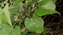 Vitis berlandieri
