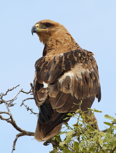 Tawny Eagle