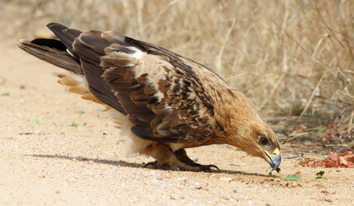 Tawny Eagle