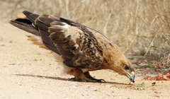 Tawny Eagle photo 3
