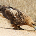 Tawny Eagle - Photo (c) Alan Manson, some rights reserved (CC BY), uploaded by Alan Manson