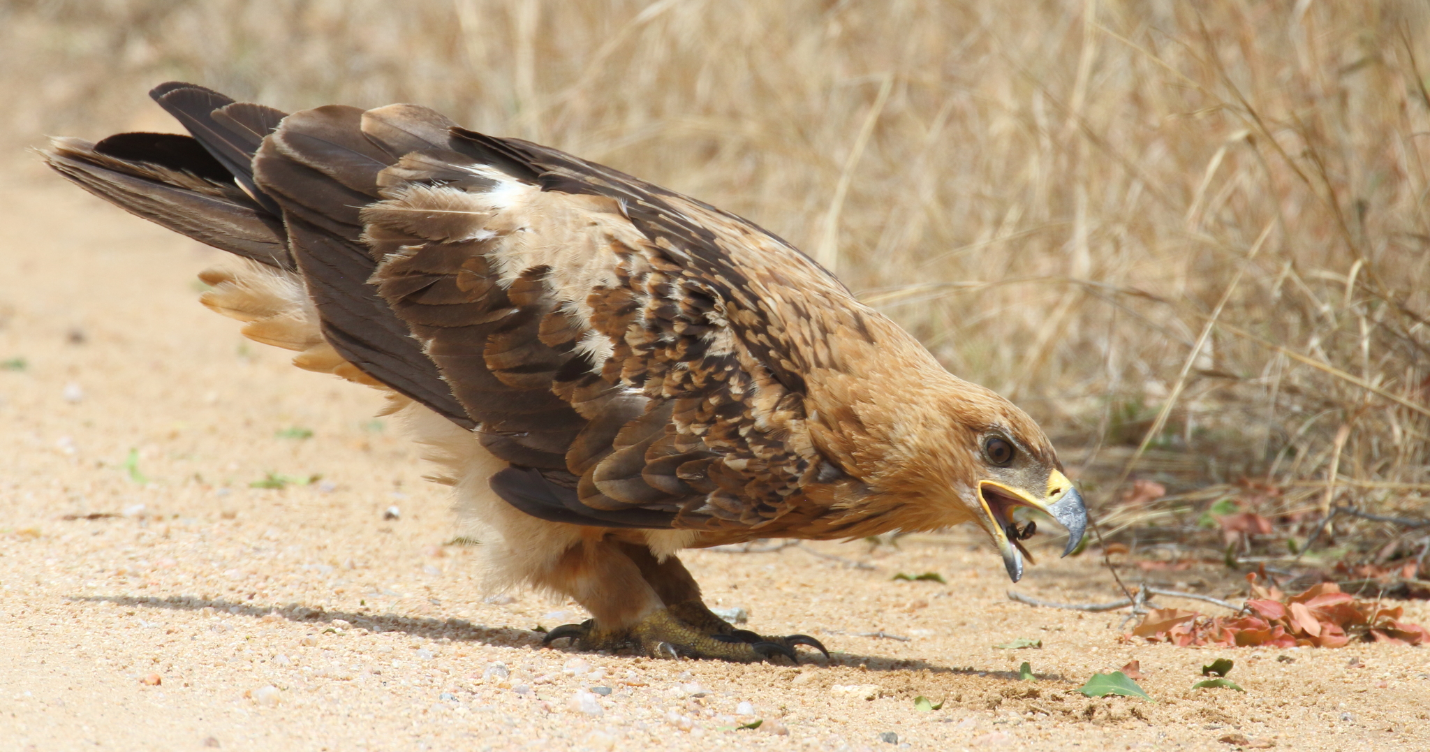 Tawny Eagle (Aquila rapax)