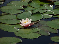 Nymphaea × marliacea