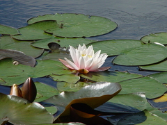 Nymphaea × marliacea