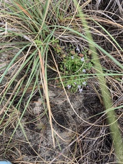 Trichostema nesophilum