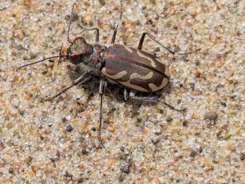 Pacific Coast Tiger Beetle photo 2