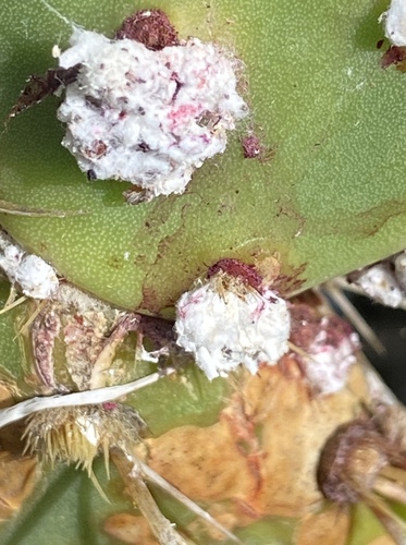 iNaturalist observation photo of Cochineal Scale Bugs