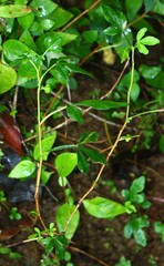 Naregamia alata