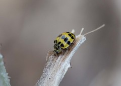 Psyllobora variegata