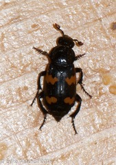 Nicrophorus sayi