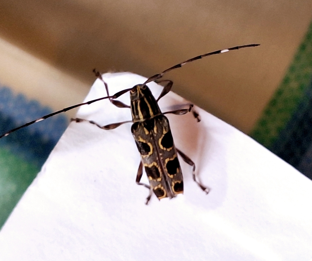 Colobothea septemmaculata