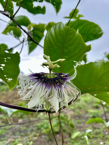 common passionfruit