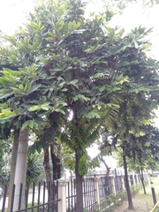 Diospyros discolor