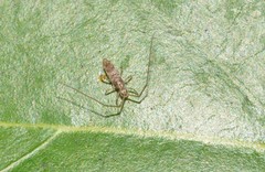 Entomobryoidea