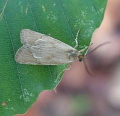 Diurnea lipsiella