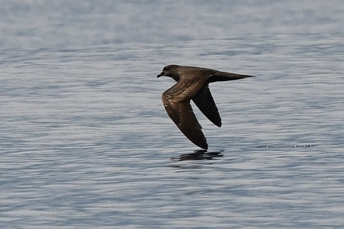 Petrel de Bulwer (Bulweria bulwerii)