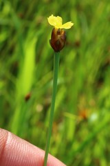 Xyris indica