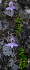 Disa maculata
