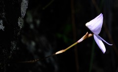 Disa maculata