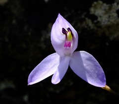 Disa maculata